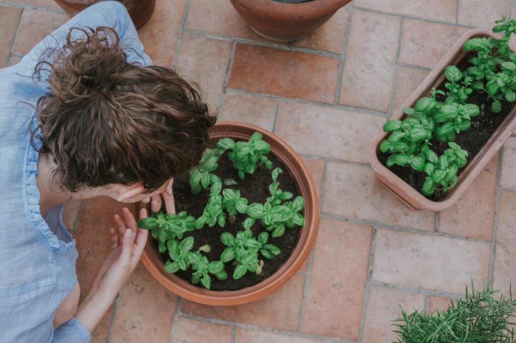 Culinary Delights: How to Grow a Chef’s Herb Garden