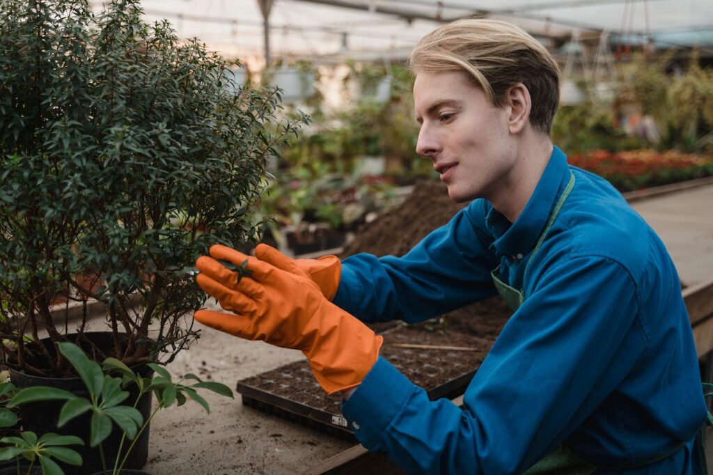 Pruning and Harvesting: Best Practices for a Healthy Herb Garden