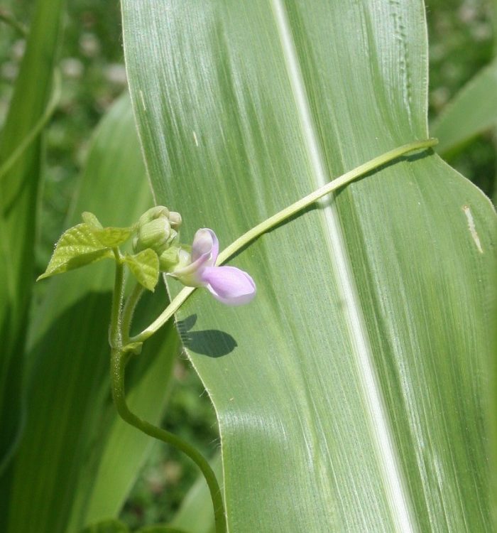 Companion planting: What grows better together?