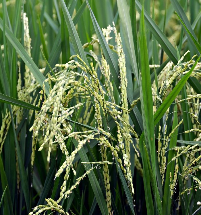 Growing Rice in Containers: A Complete Guide